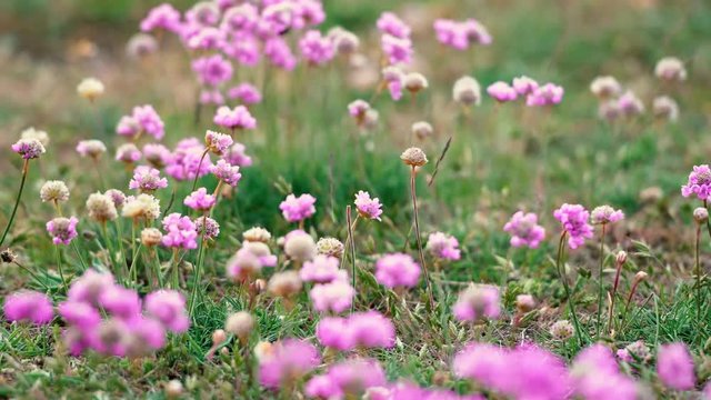 Wildblumen auf einer Wiese in Schweden im Abendlicht. Strand der Nelke