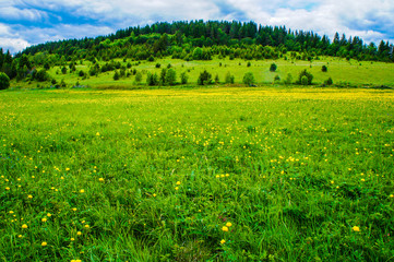 green field of flowers