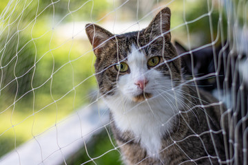 Curious cute cat with green eyes behind a safety net looking to the cam