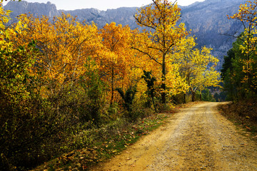 Naklejka premium Krajobrazowy obraz brudnej wsi polnej drogi z kolorowymi jesiennymi liśćmi i drzewami w lesie Mersin, Turcja