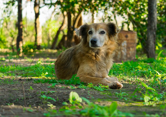 Perros, Mascotas de Campo
