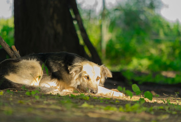 Perros, Mascotas de Campo