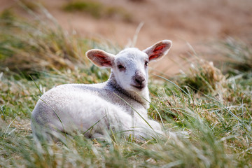 Lamm im Gras liegend
