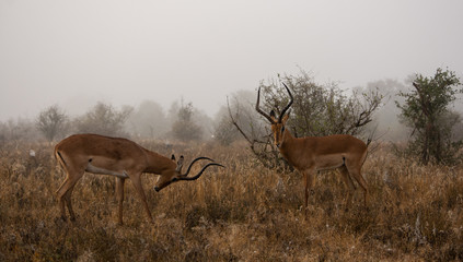 Two impala rams fighting in the mist