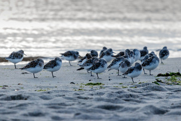 Sonnenaufgang am Strand Sylt
