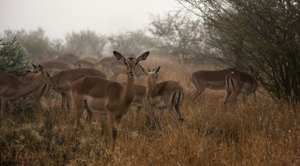 Naklejka na ściany i meble Impala herd in the misty morning