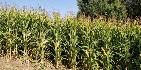 Corn field