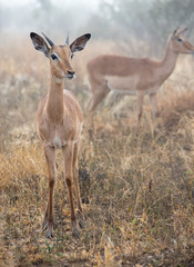Fototapeta premium Young impala ram standing in the morning mist