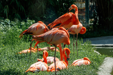 Flamingos