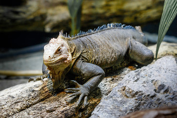 Iguana auf Stein sitzend mit blauem Rückenkamm