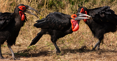 Three ground hornbills © Hislightrq