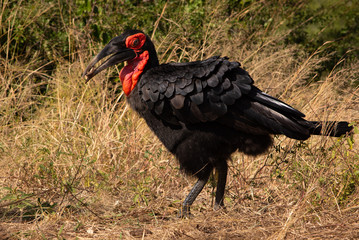 Single ground hornbill facing left with something in the beak