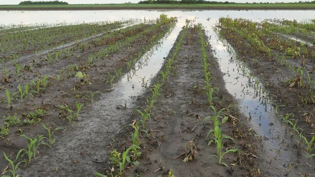 Rows of young green corn plants in field damaged in flood, zoom in video, agriculture in spring