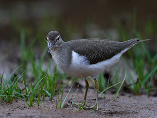 Common sandpiper (Actitis hypoleucos)