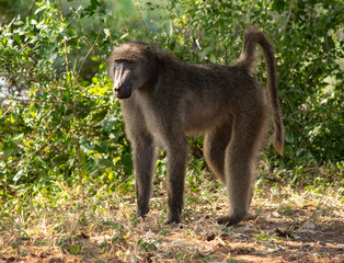 Baboon standing on four legs