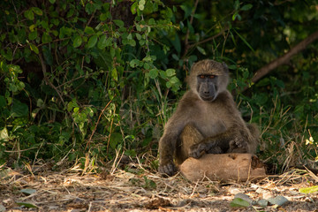 Baboon sitting on a log with green background