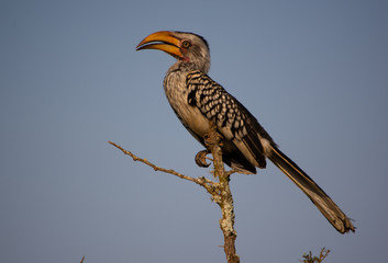 Southern Yellow billed hornbill perched on branch