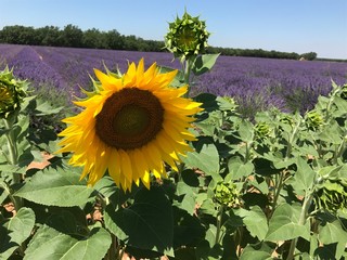 Sunflower in Provence
