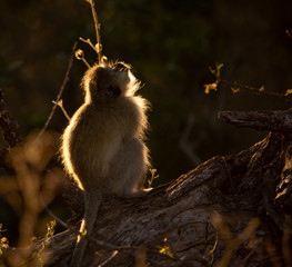 Vervet monkey sitting looking up with backlit rim light
