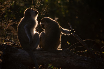 Vervet monkey pair backlit