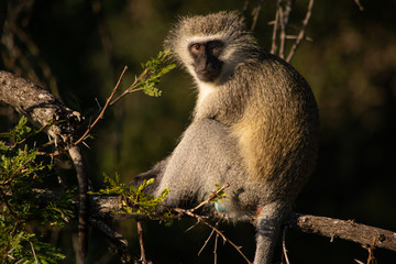 Vervet monkey sitting in a tree