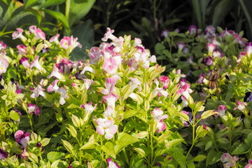 Torenia fournieri, the bluewings or wishbone flower pink blossom on tree with green leaves background.