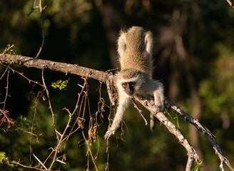 Vervet monkey reaching for branch while in tree