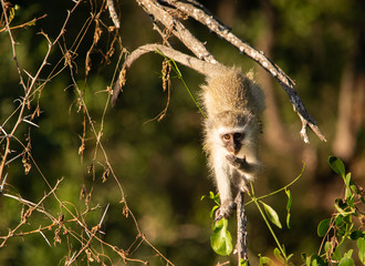 Vervet monkey coming down a branch