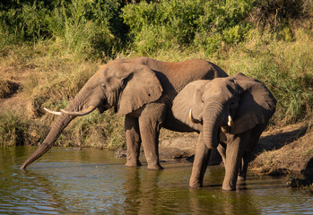 Fototapeta premium Two elephants drinking at a lake