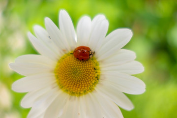 Fototapeta premium Lucky charm ladybird on a daisy