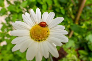 Obraz premium Lucky charm ladybird on a daisy