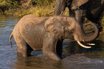 Fototapeta premium Elephant playing and splashing in the water