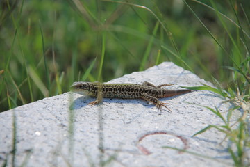lizard on rock