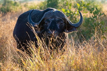 Obraz premium Cape buffalo bull backlit in grass