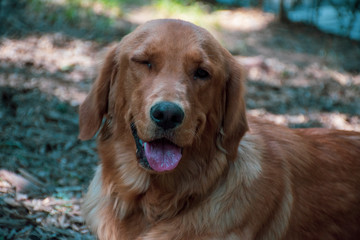 Obraz premium Perro cerrando un ojo