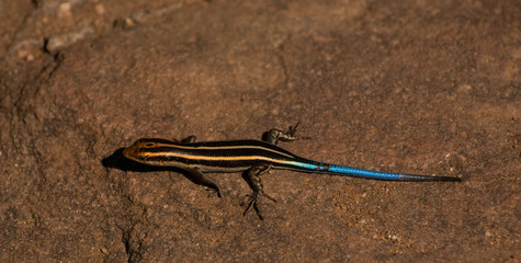 rainbow skink lizard on a rock