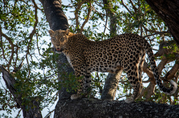 Leopard standing in a tree
