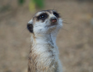 Fototapeta premium Close up portrait of meerkat or suricate, Suricata suricatta looking to the camera, selective focus, copy space for text
