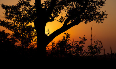 Sun setting behind a tree