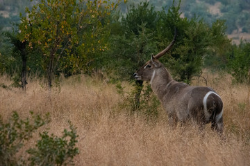 Waterbuck bull