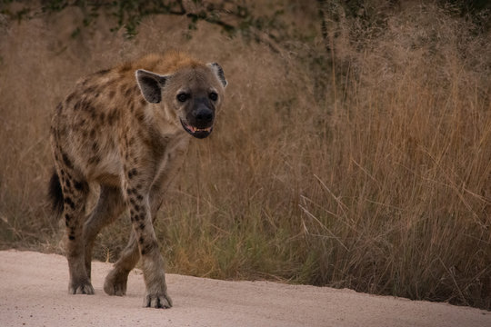 Hyena Walking On Sand Road Closer