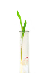 We grow corn from a test tube