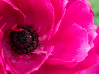 pink flower