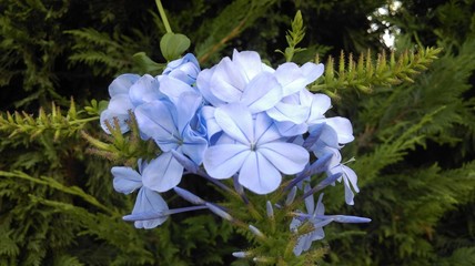 Blue flowers in the garden