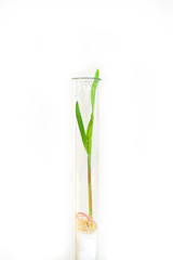 We grow corn from a test tube