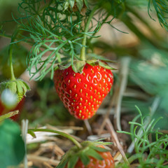 Red strawberry in natural environment under green leaves close up.