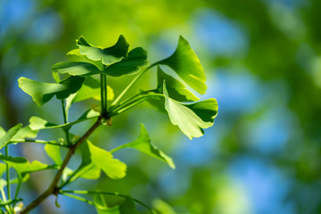 Fototapeta na wymiar Close-up brightly green leaves of Ginkgo tree (Ginkgo biloba), known as ginkgo or gingko in soft focus against background of blurry foliage and blue sky. There is a place for your text
