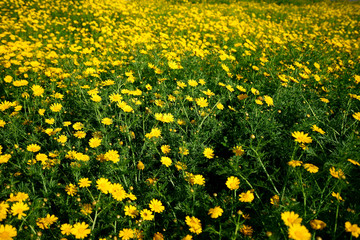 landscape view of yellow daisy flowers field