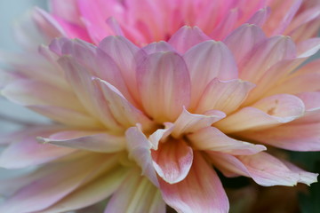 Obraz premium Close up of a pink Dahlia flower