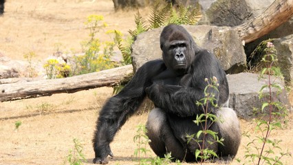 Western lowland gorilla male sitting on the ground © Yvonne